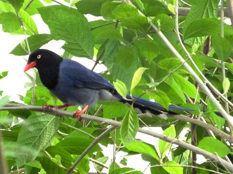 صورة Urocissa caerulea Gould 1863