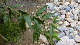 Image of narrowleaf cottonwood