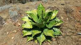 Image of Agave cupreata Trel. & A. Berger