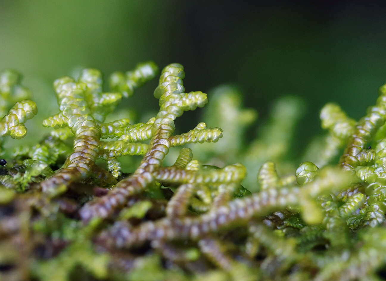 Image of Porella navicularis (Lehm. & Lindenb.) Pfeiff.