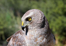 Image of Northern Harrier