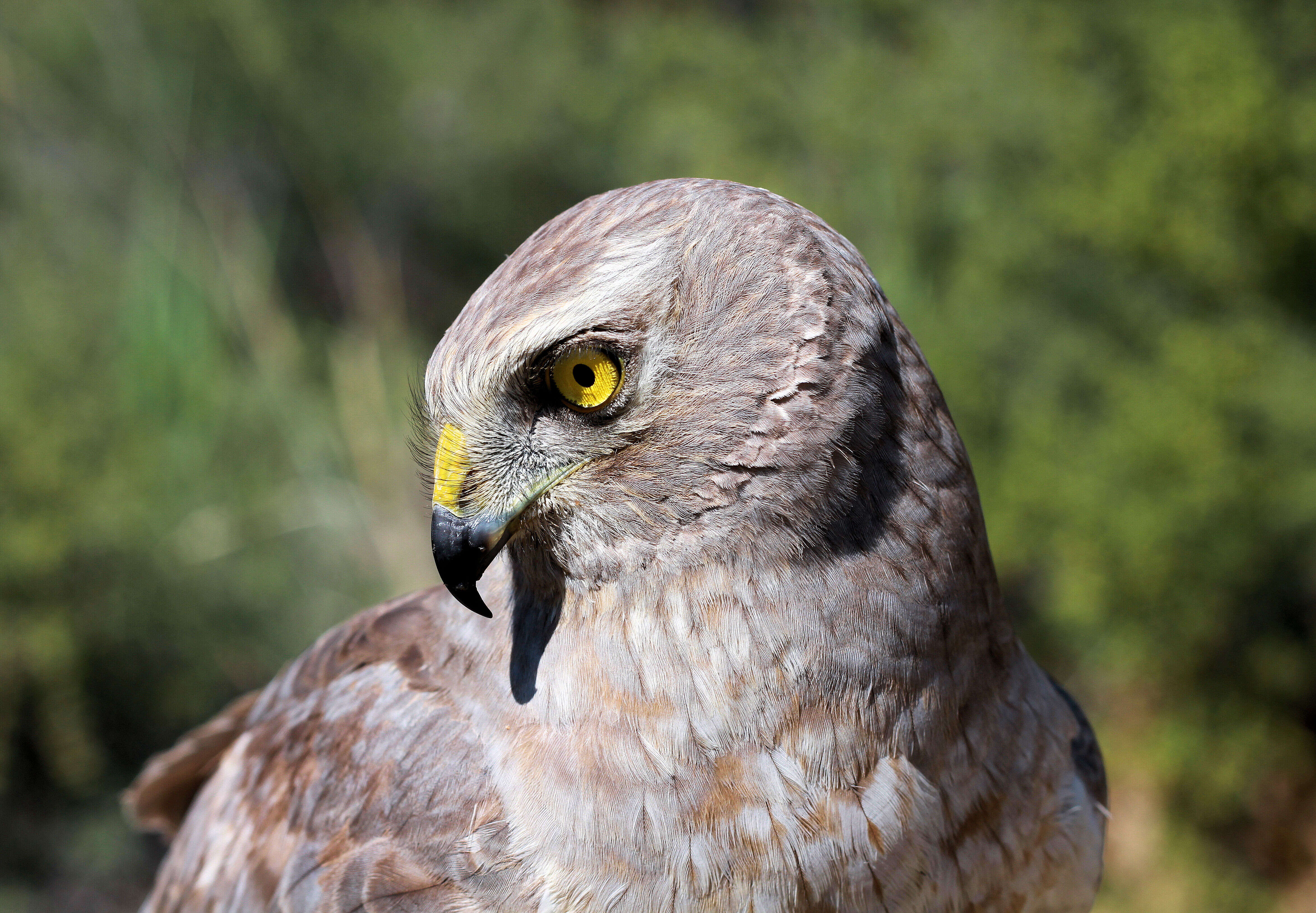 Image of Northern Harrier