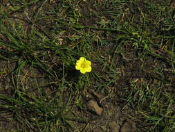 Plancia ëd Moraea fugacissima (L. fil.) Goldblatt