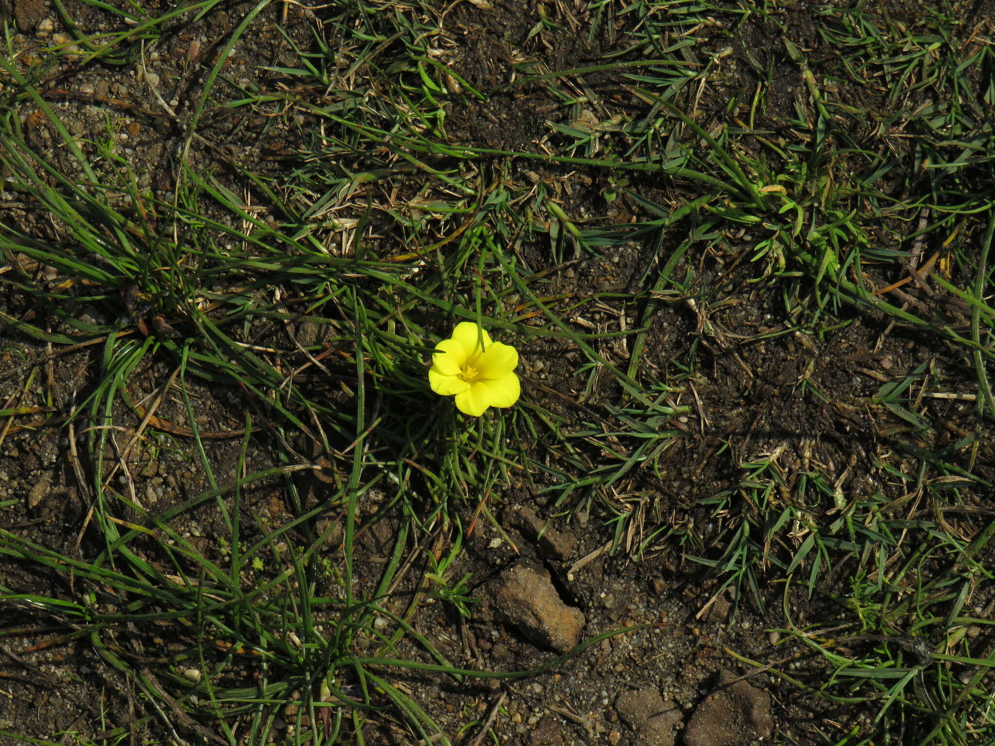 Plancia ëd Moraea fugacissima (L. fil.) Goldblatt