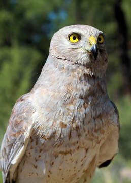 Image of Northern Harrier