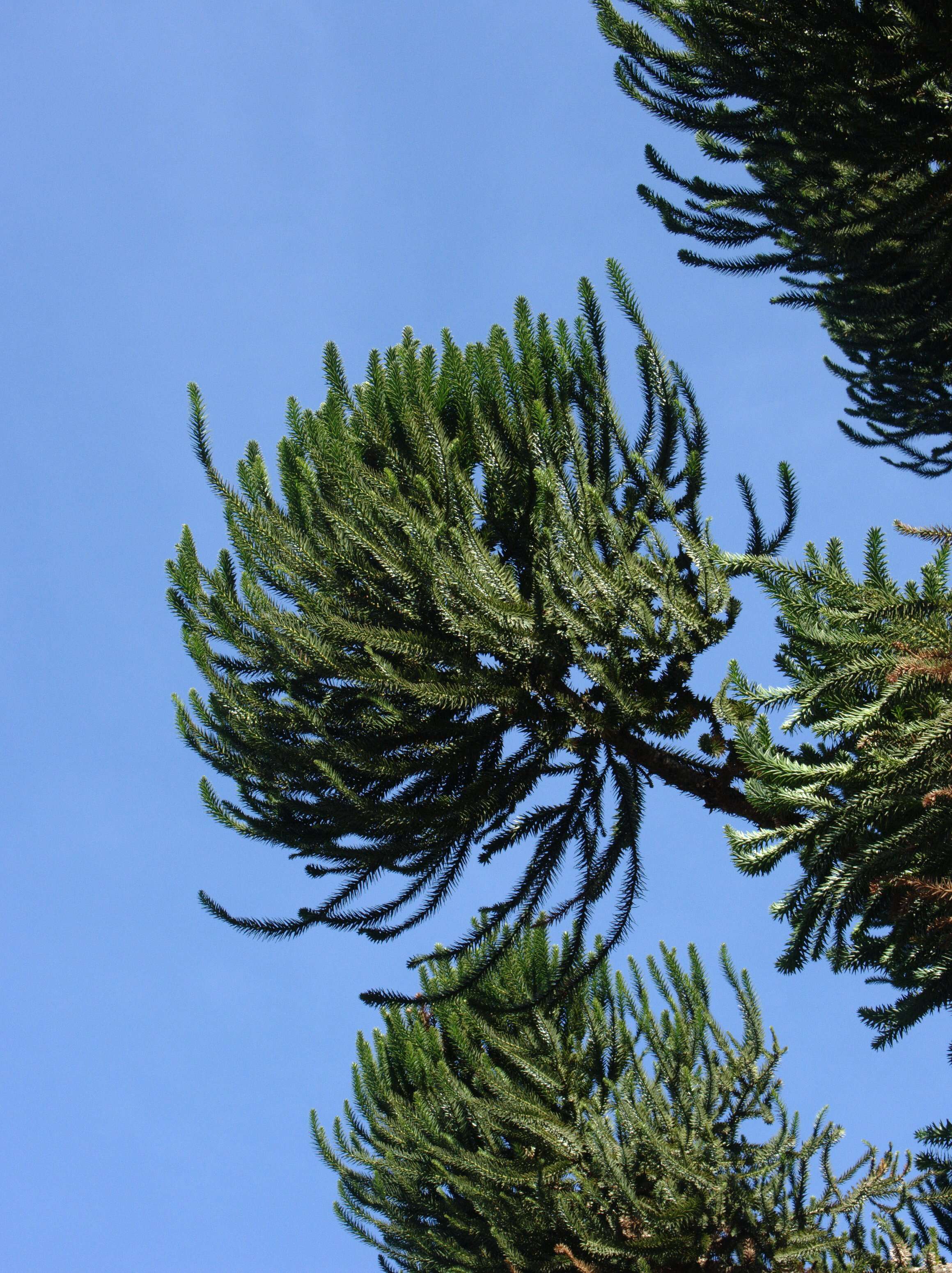 Image of Candelabra Tree