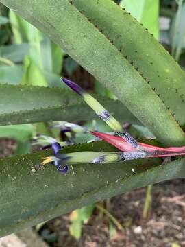 Billbergia bradeana L. B. Sm.的圖片