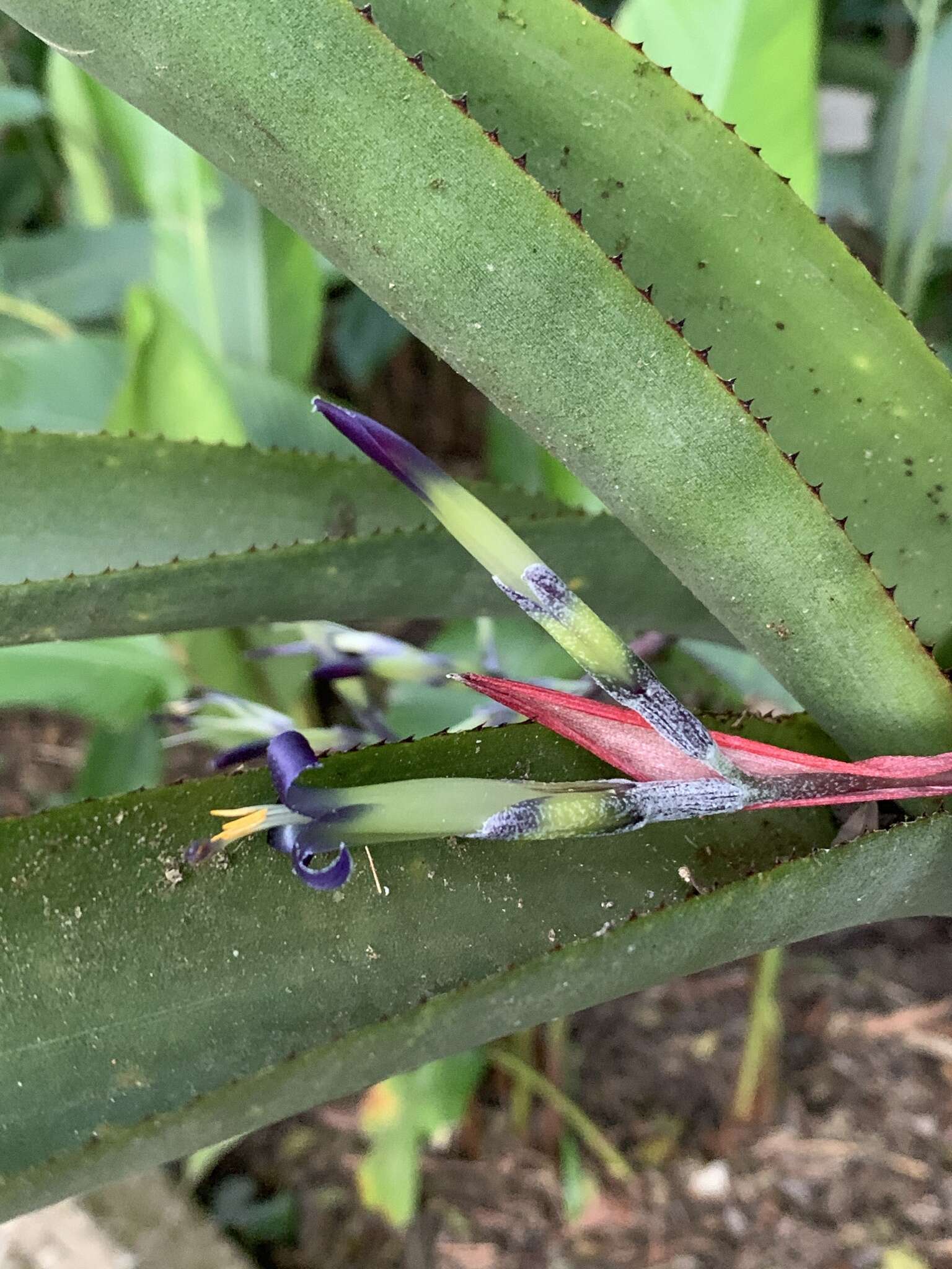 Billbergia bradeana L. B. Sm.的圖片