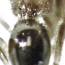 صورة Alloxysta thorpei