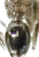 صورة Alloxysta thorpei