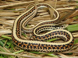 Image of Thamnophis sirtalis sirtalis (Linnaeus 1758)