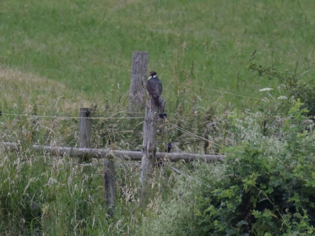 Image of Eurasian Hobby