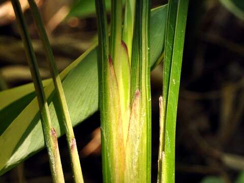 Image of arrowroot