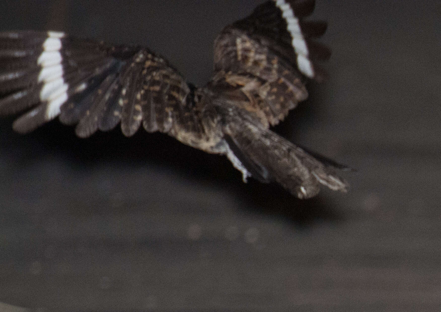 Image of White-tailed Nightjar