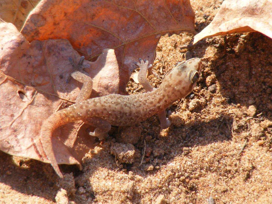 Image de Pachydactylus punctatus Peters 1854