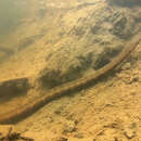 Image of Arowana snake