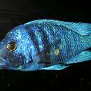 Image de Placidochromis phenochilus (Trewavas 1935)