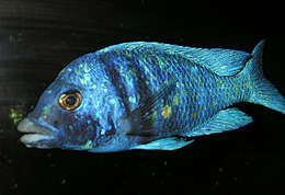 Image of Placidochromis phenochilus (Trewavas 1935)