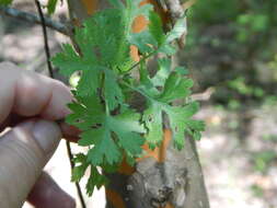 Image of parsley hawthorn