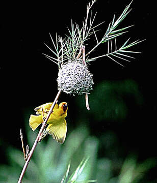 Image of African Golden Weaver