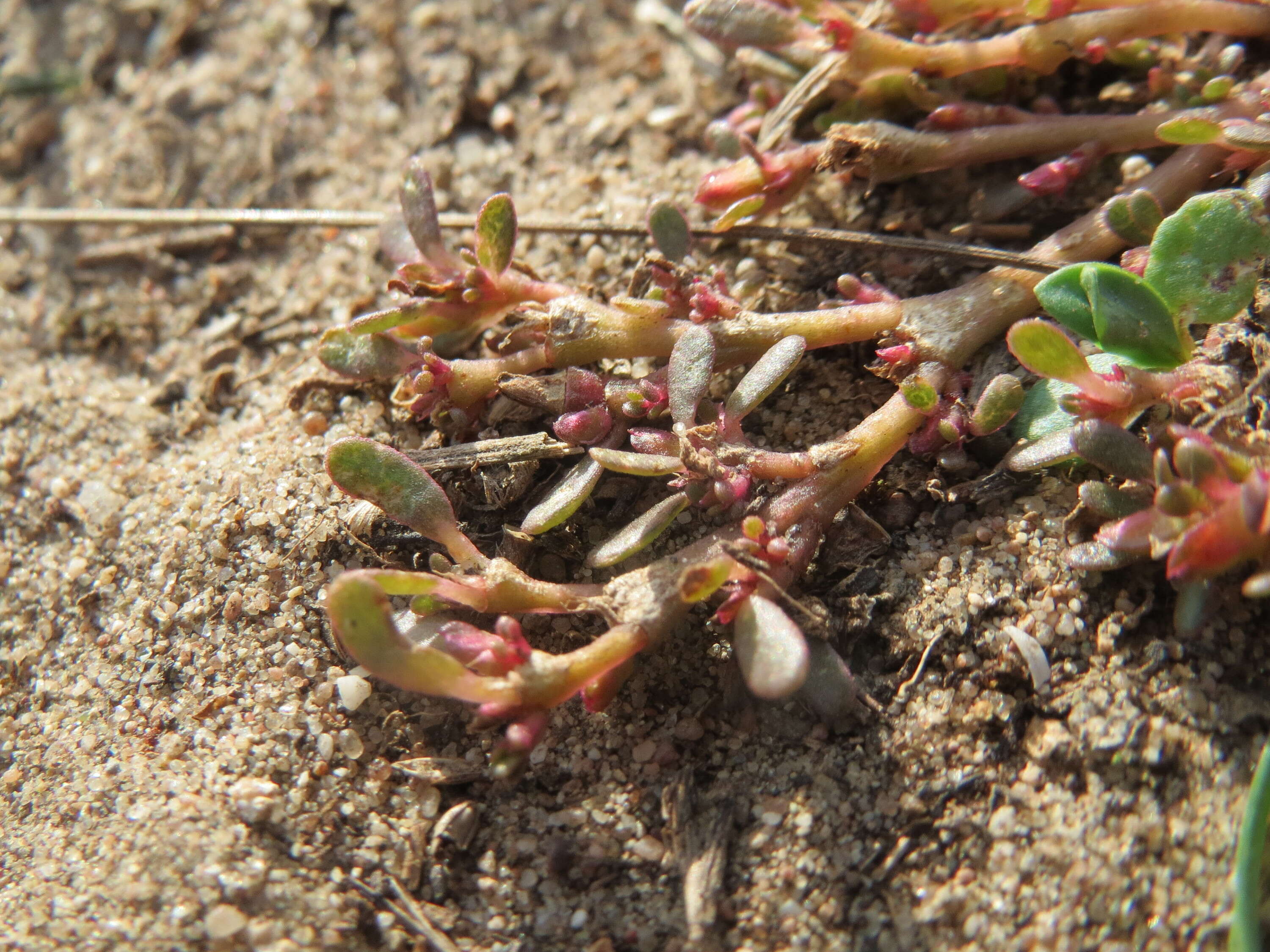 Image of common purslane