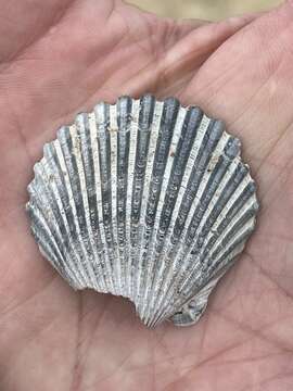 Image of circular scallop