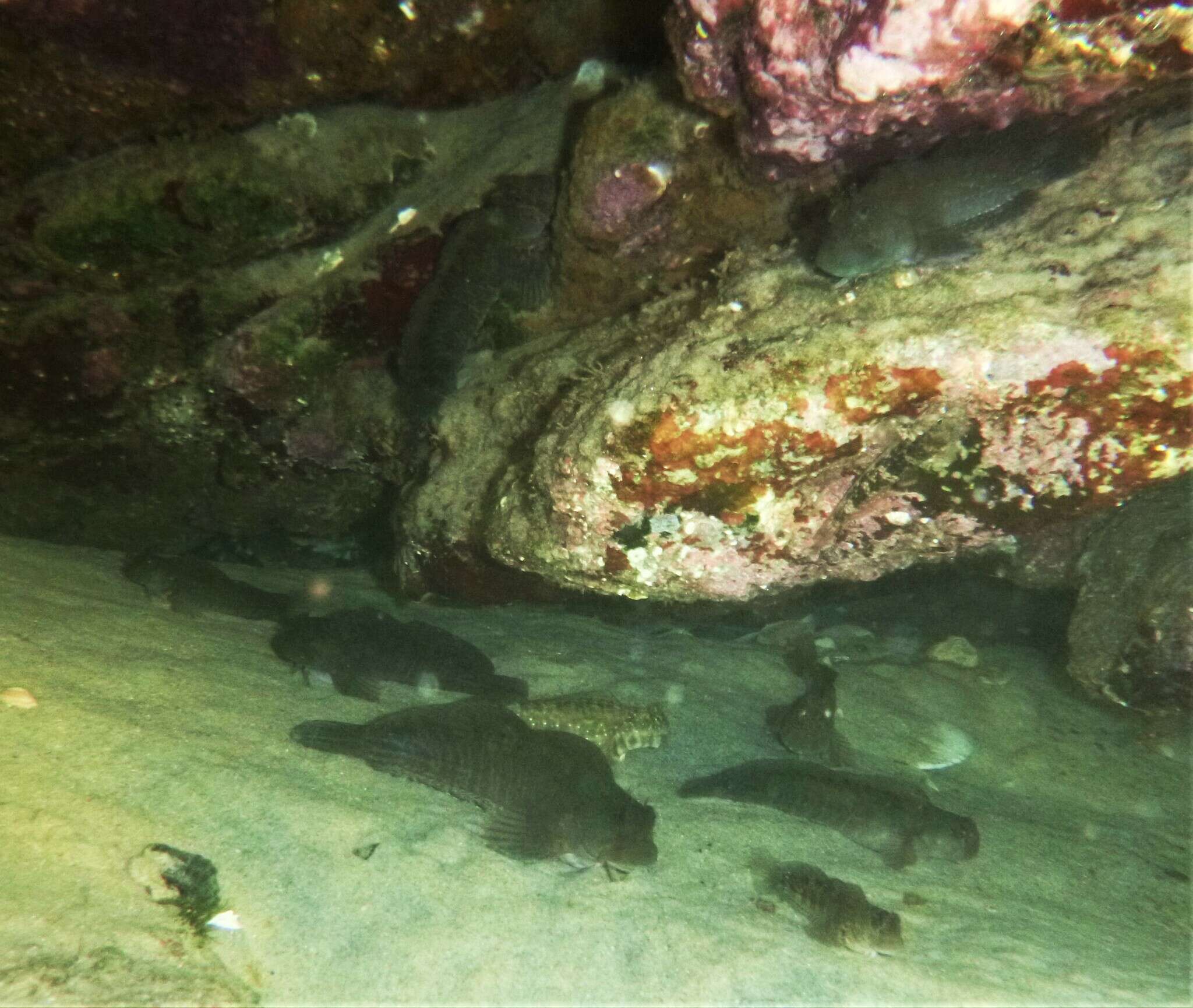 Image of Coral Blenny