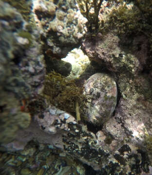 Image of Blacklip abalone