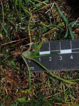 Image of western grasswort