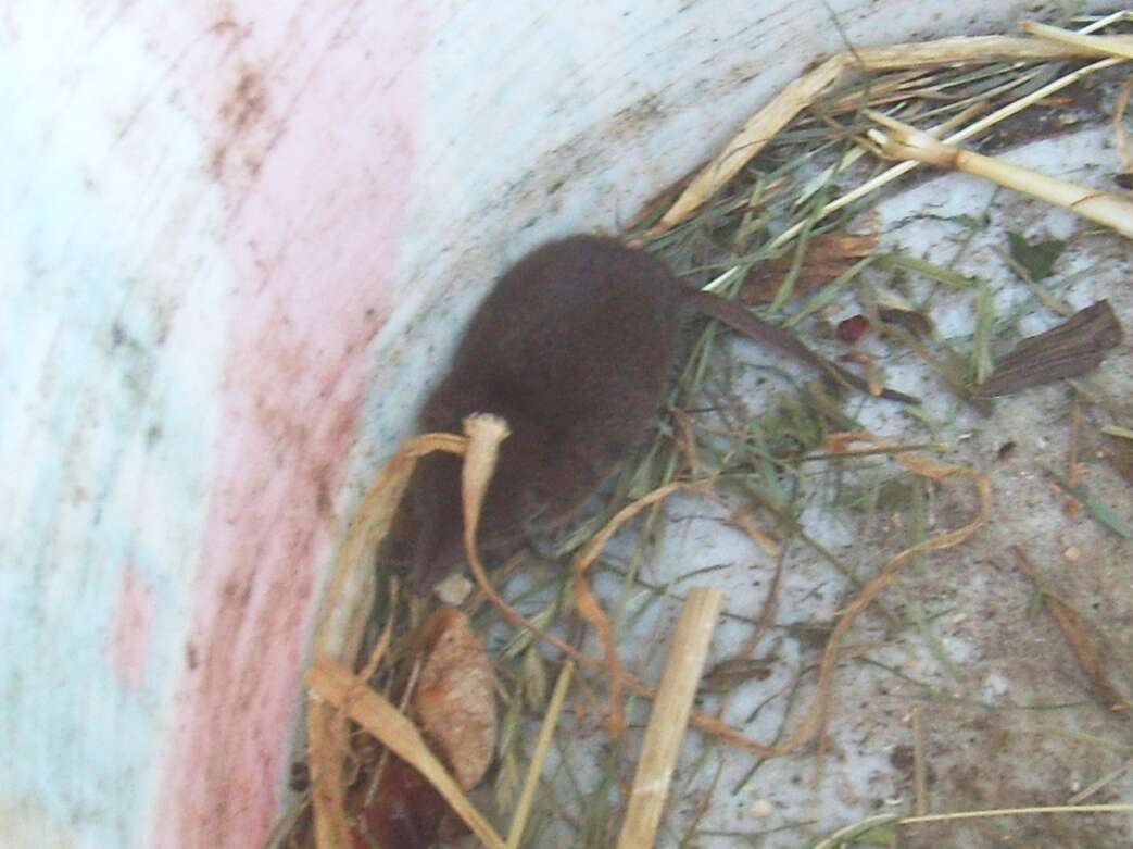 Image of greater white-toothed shrew, house shrew