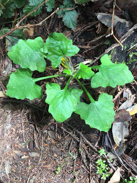 Image of American trailplant