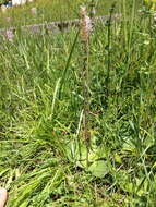 Image of Hoary Plantain