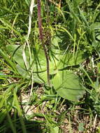 Image of Hoary Plantain