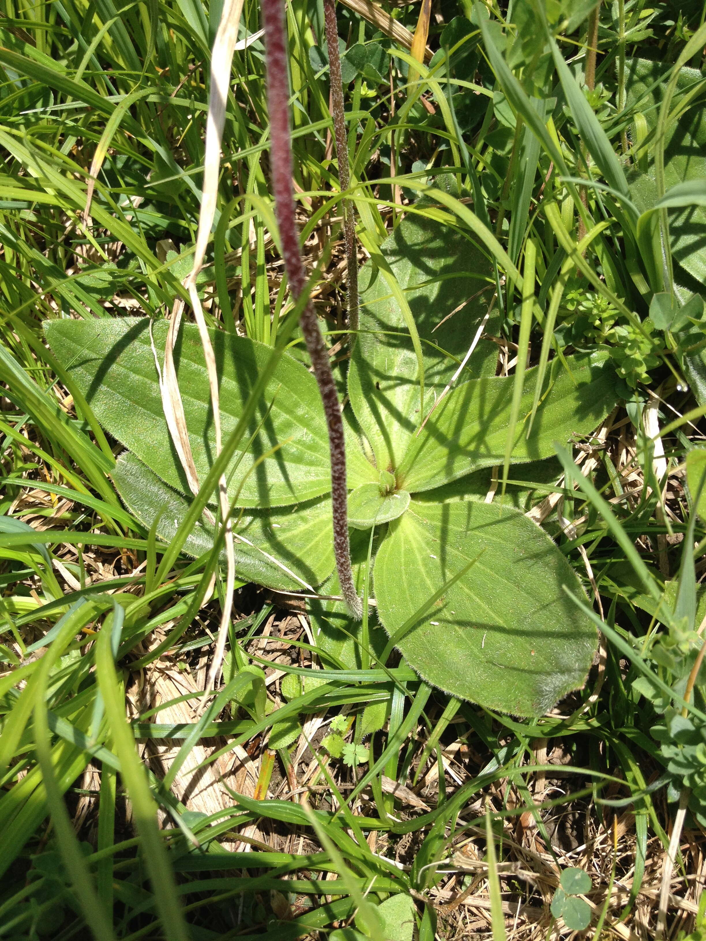 Image of Hoary Plantain