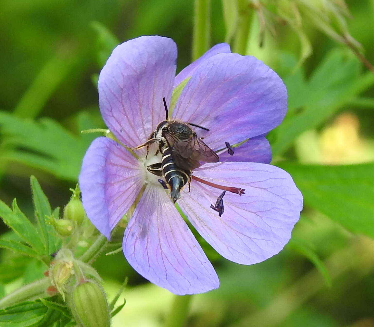 Imagem de Coelioxys alatus Förster 1853