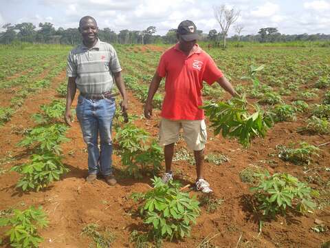 Image of cassava