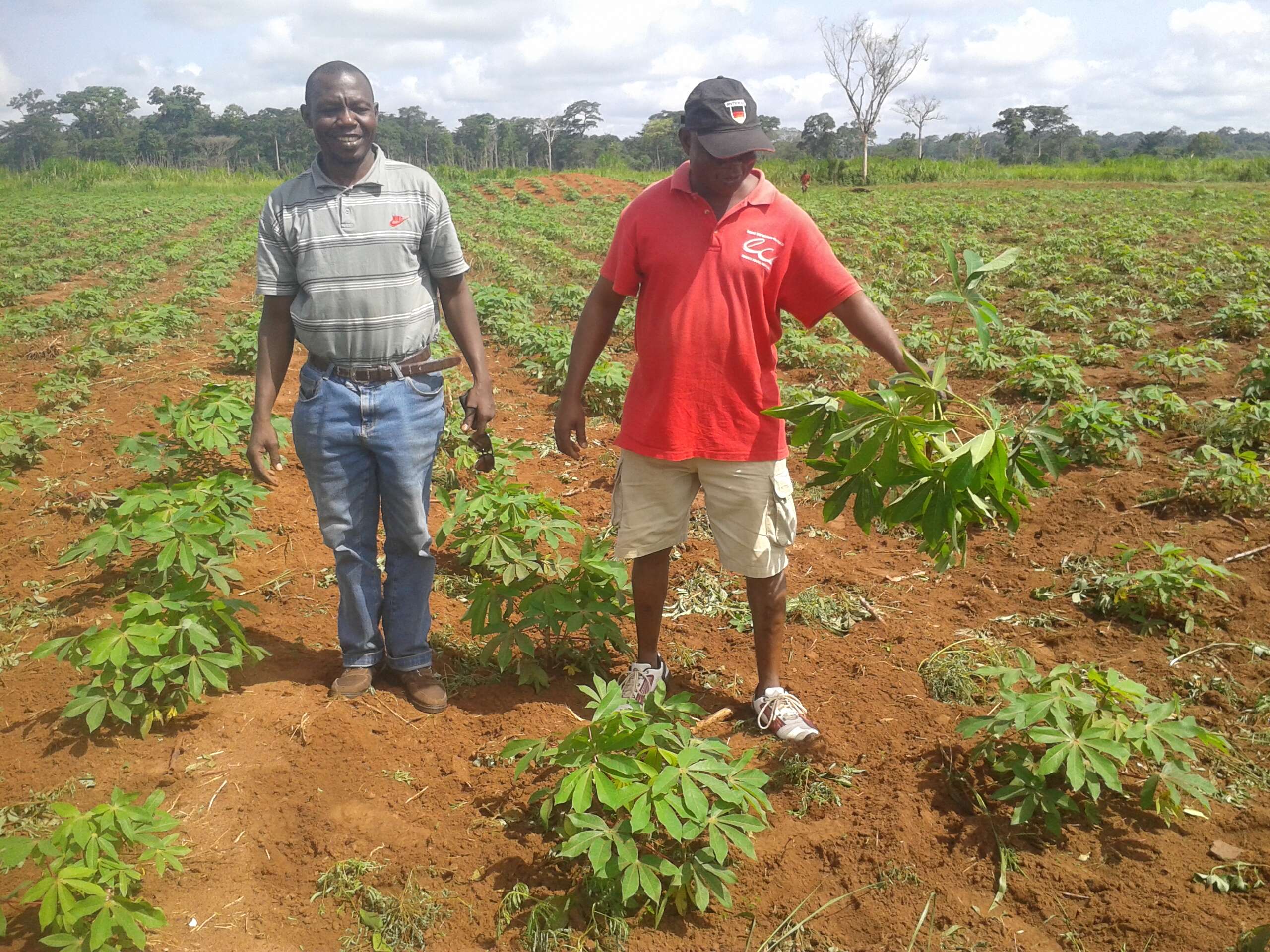 Image of cassava