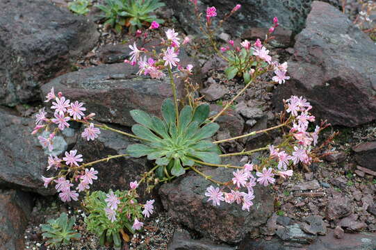 Image of Siskiyou lewisia