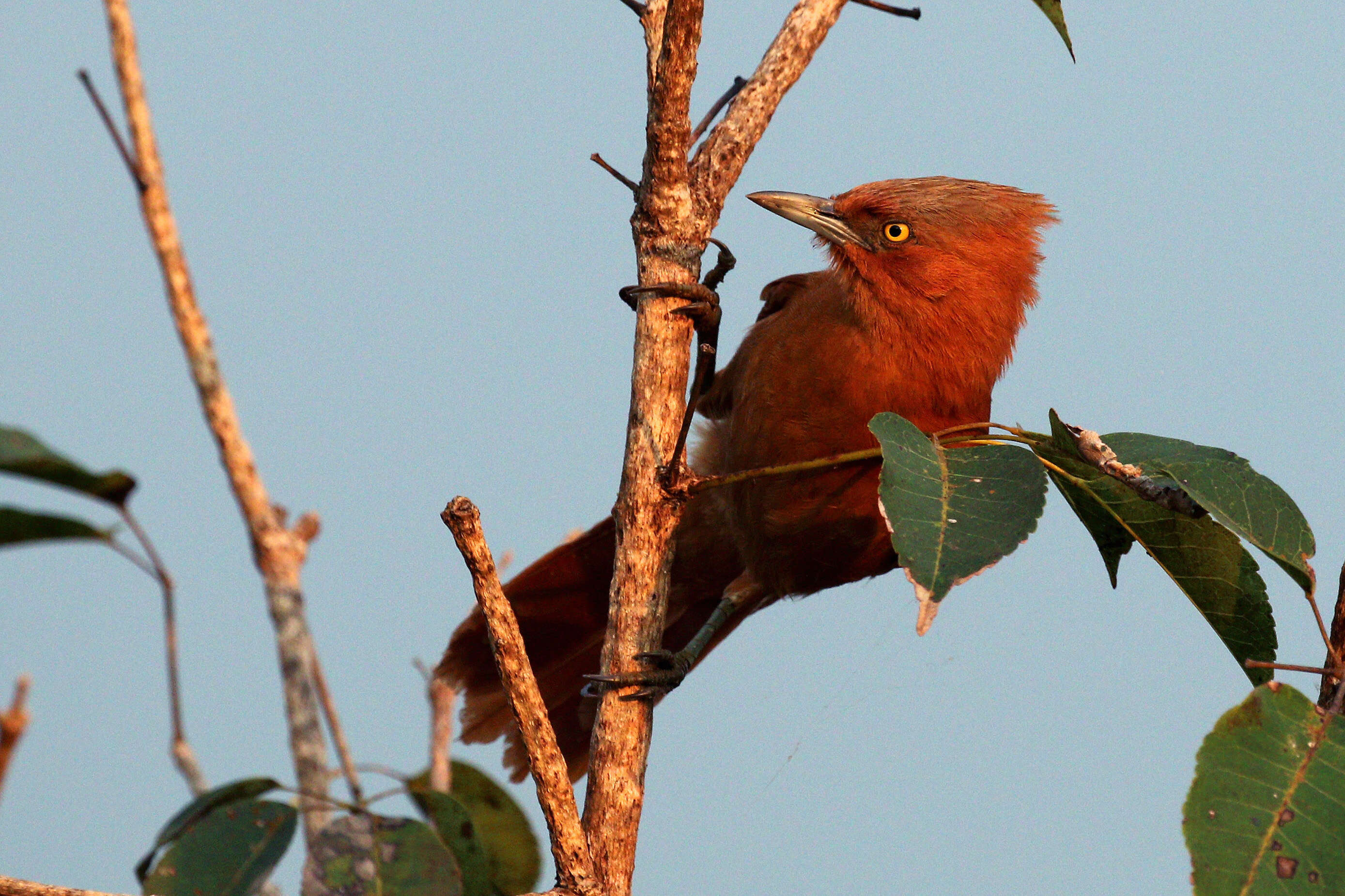 Image of Grey-crested Cacholote