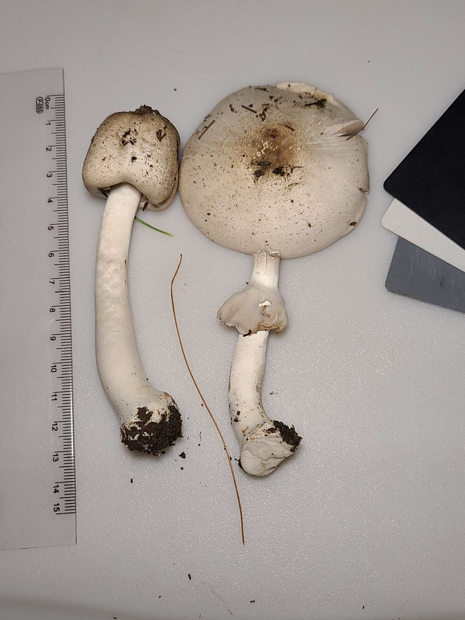 Image of Eastern Flat-topped Agaricus