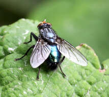 Image of bluebottle blow fly