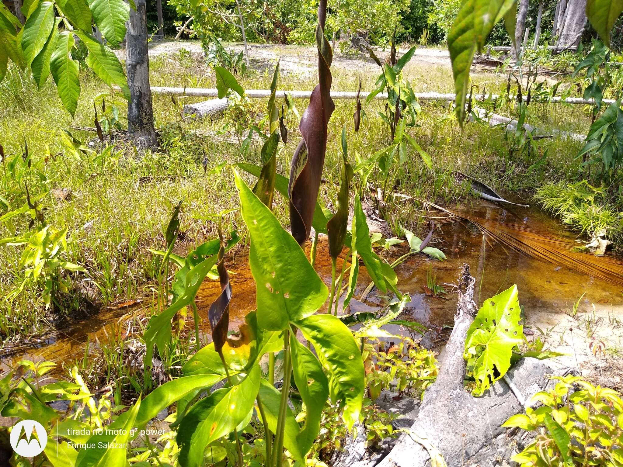 Urospatha sagittifolia (Rudge) Schott的圖片