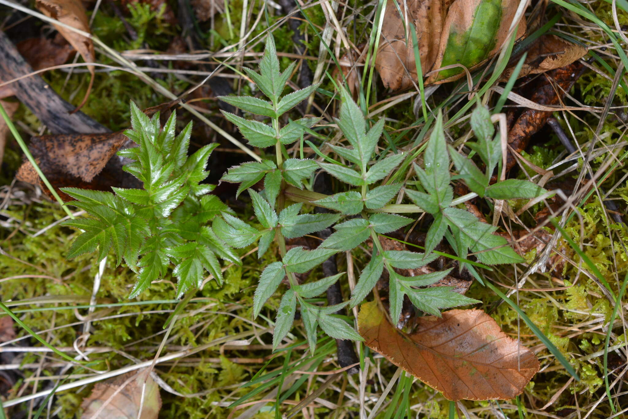 Angelica decurrens (Ledeb.) B. Fedtsch. resmi