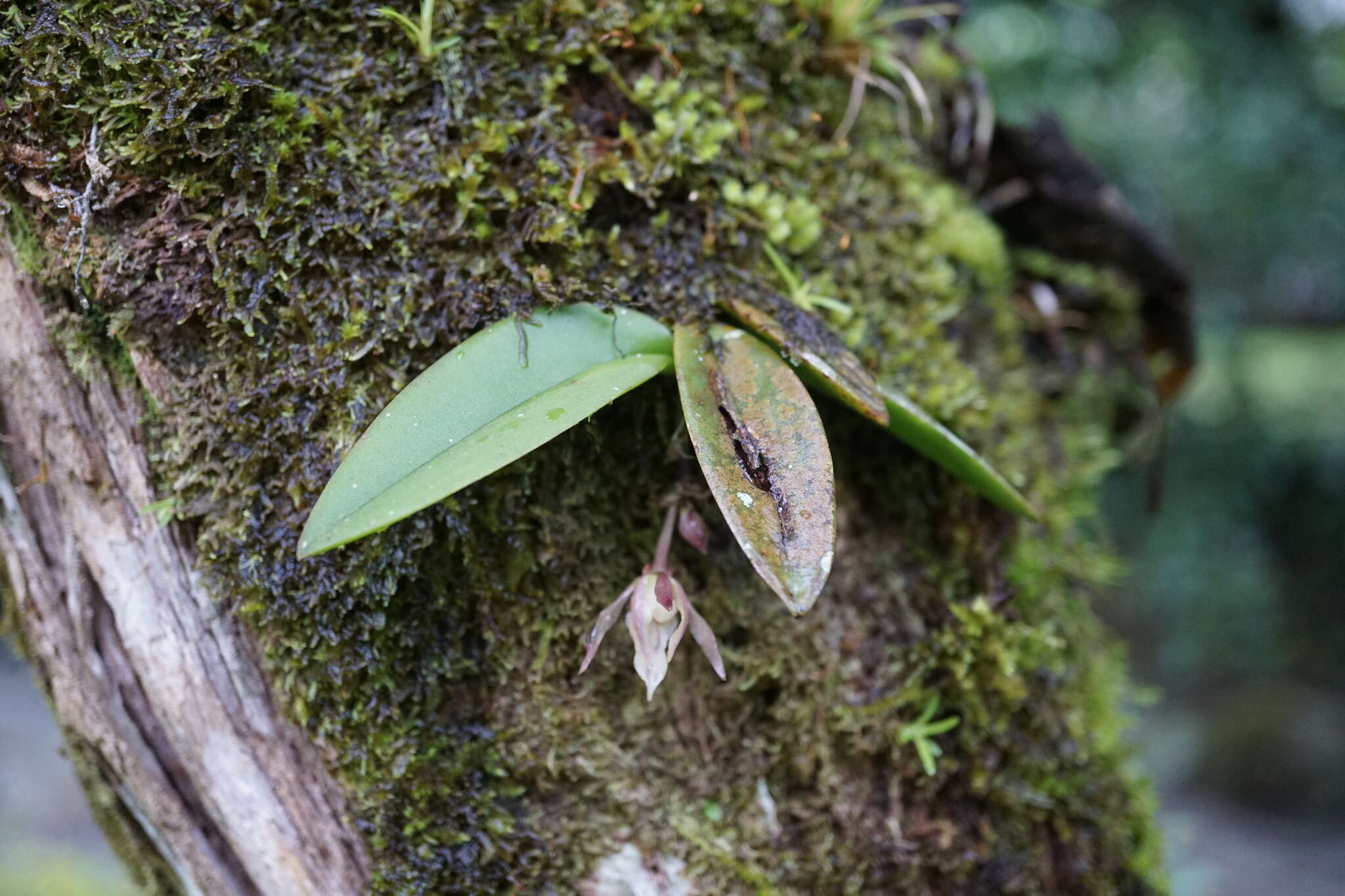 Image of Trichocentrum capistratum Linden & Rchb. fil.