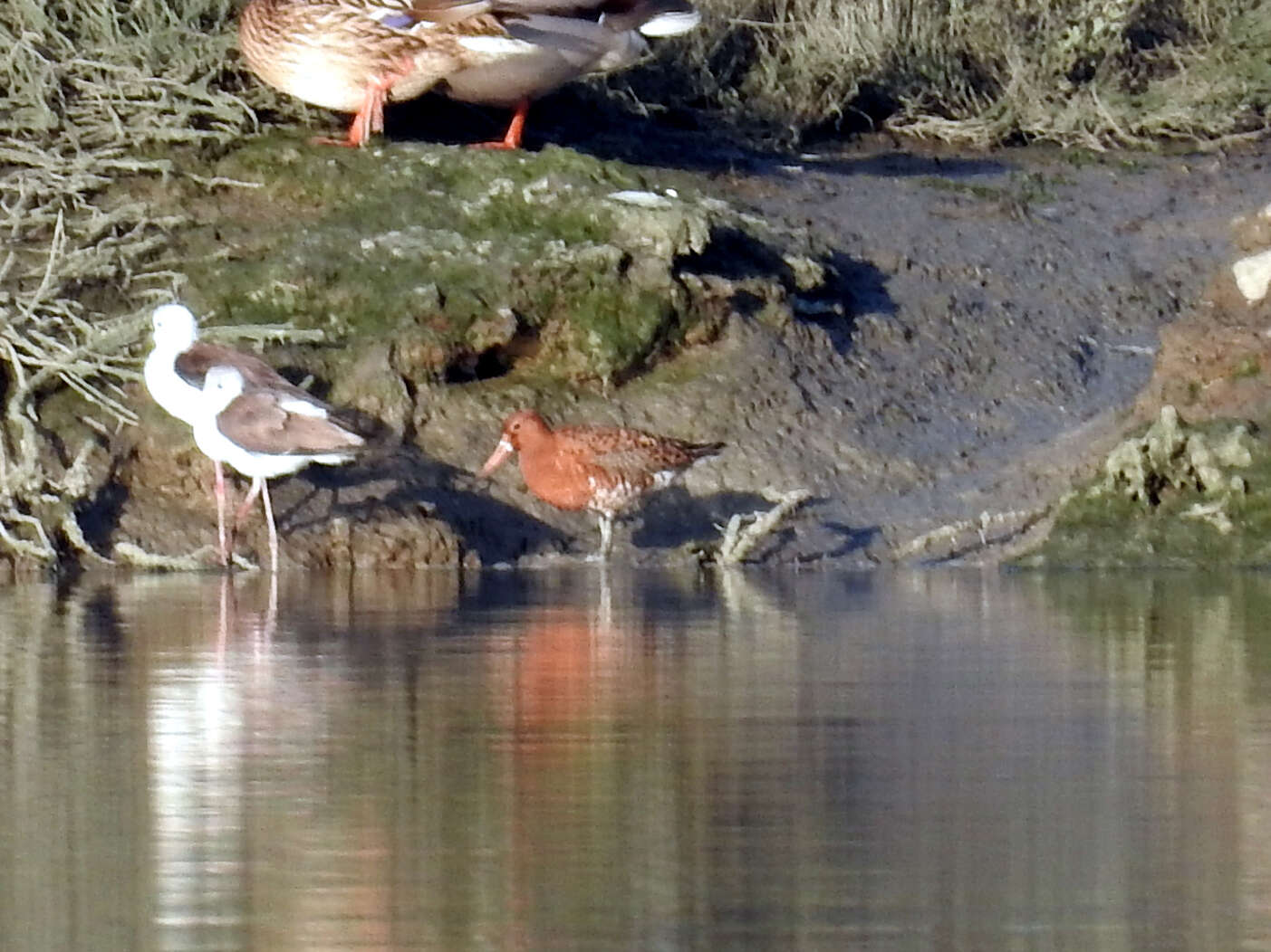 Image of Limosa limosa islandica Brehm & CL 1831