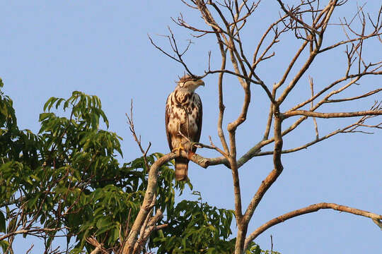 Image of Grey-lined Hawk