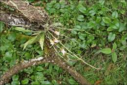 Image of Butterfly orchid