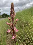 Image of Disa patula var. patula