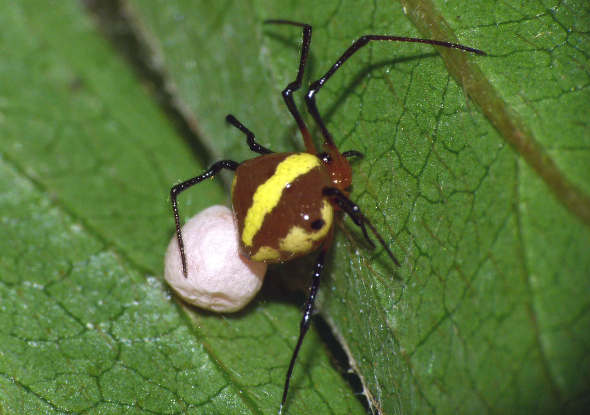 Image of Theridion quadratum (O. Pickard-Cambridge 1882)