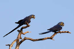 Image of Hyacinth Macaw